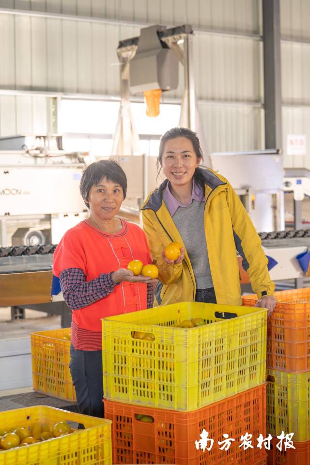   今年贡柑季，陈慧忙碌依旧