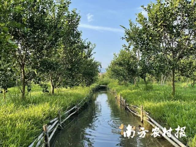 陈慧用心打造“小桥流水”般的贡柑果园