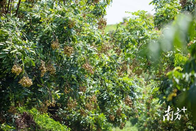 南方农村报 郑建斯 拍摄