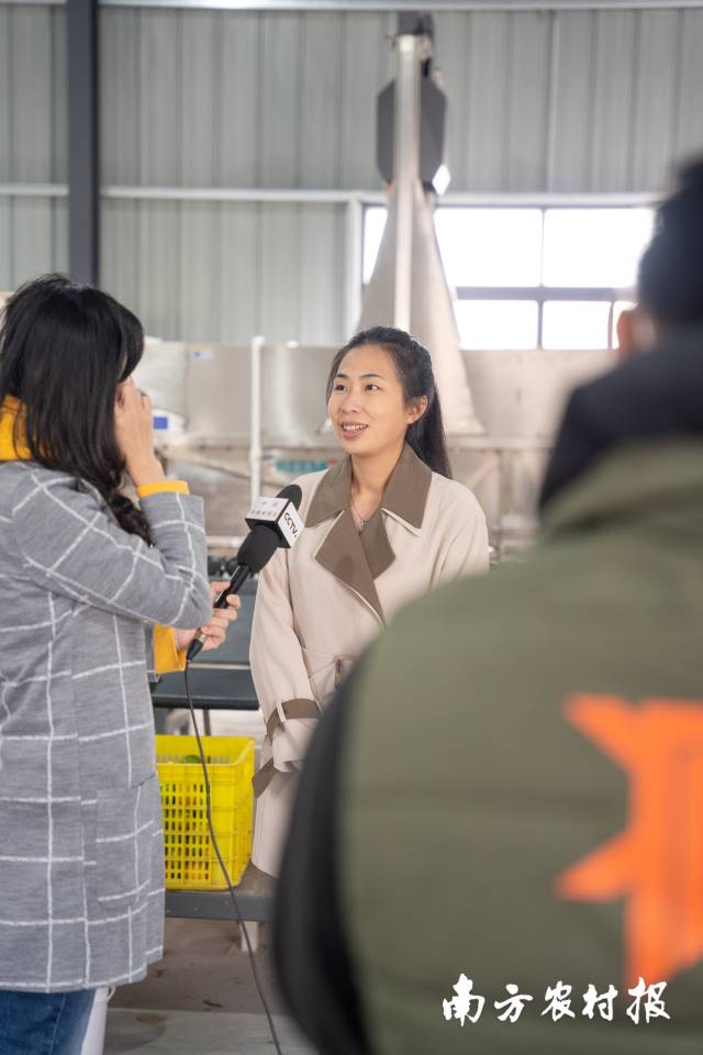 陈慧正在贡柑基地的包装厂里接受媒体采访