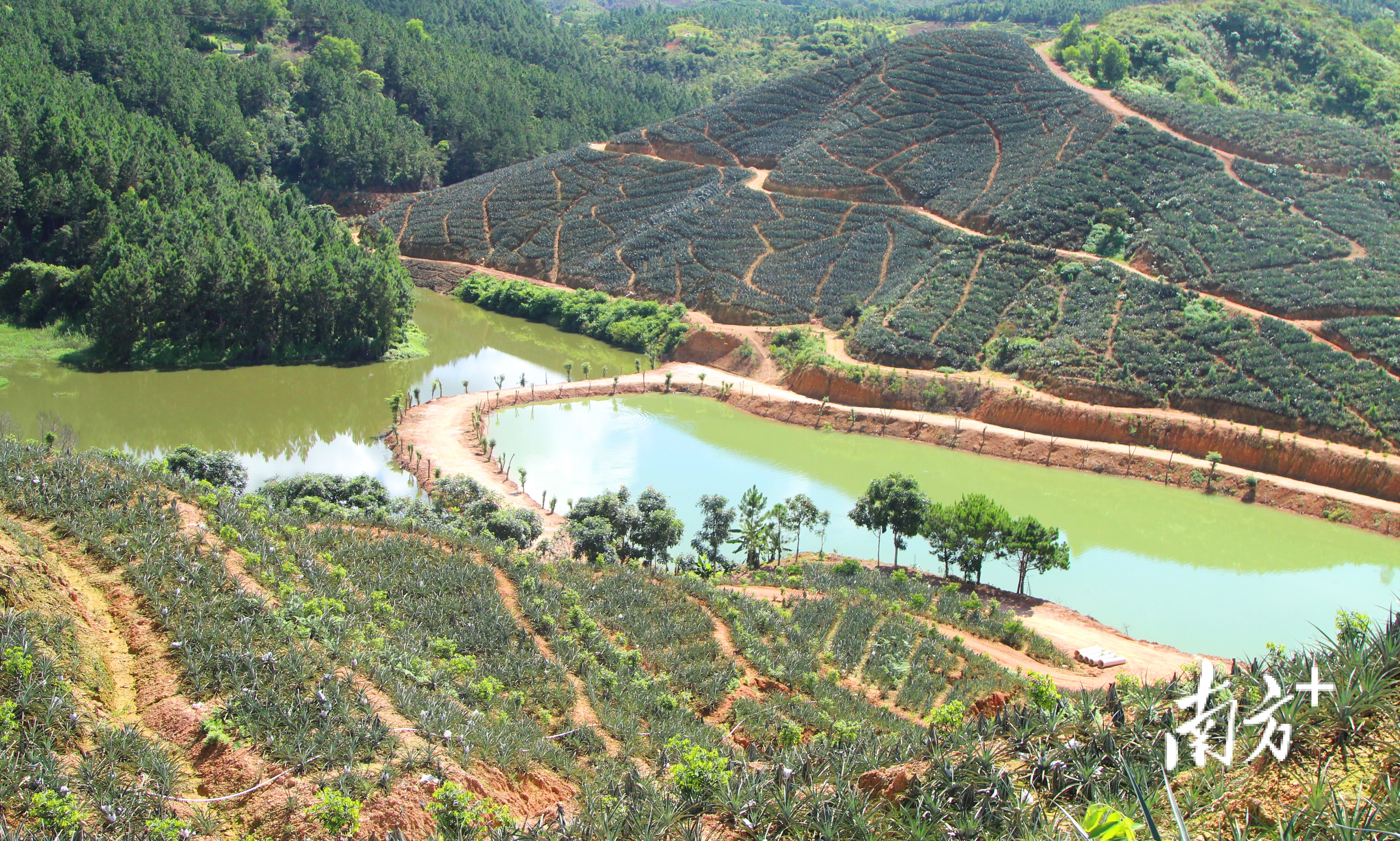 凤梨产业园。 凤梨产业园。