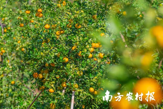 东璞农业的贡柑果园