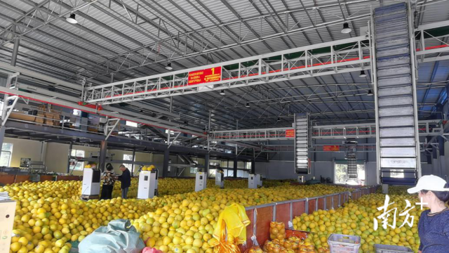  仁化县大桥镇长坝村的粤北果场分选线