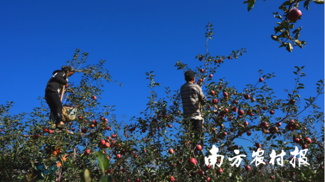 △盐源苹果产值达到30亿，约占盐源县GDP的25%，已成为当地支柱产业。李里 摄