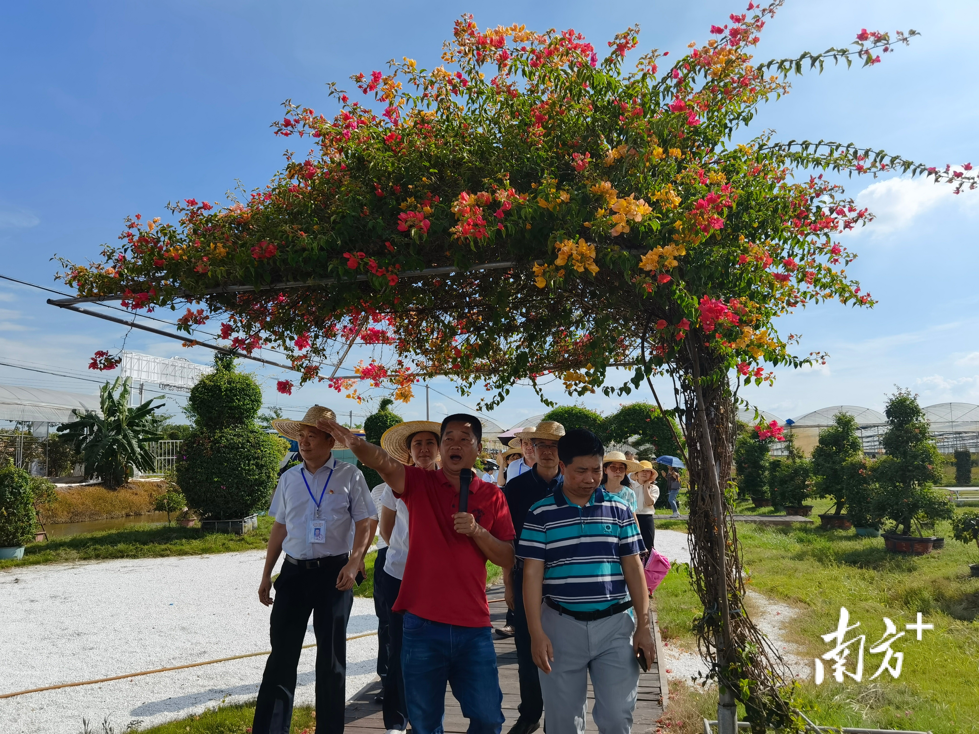 佛山干部深入肇庆乡村调研花卉产业种植。唐梦 摄