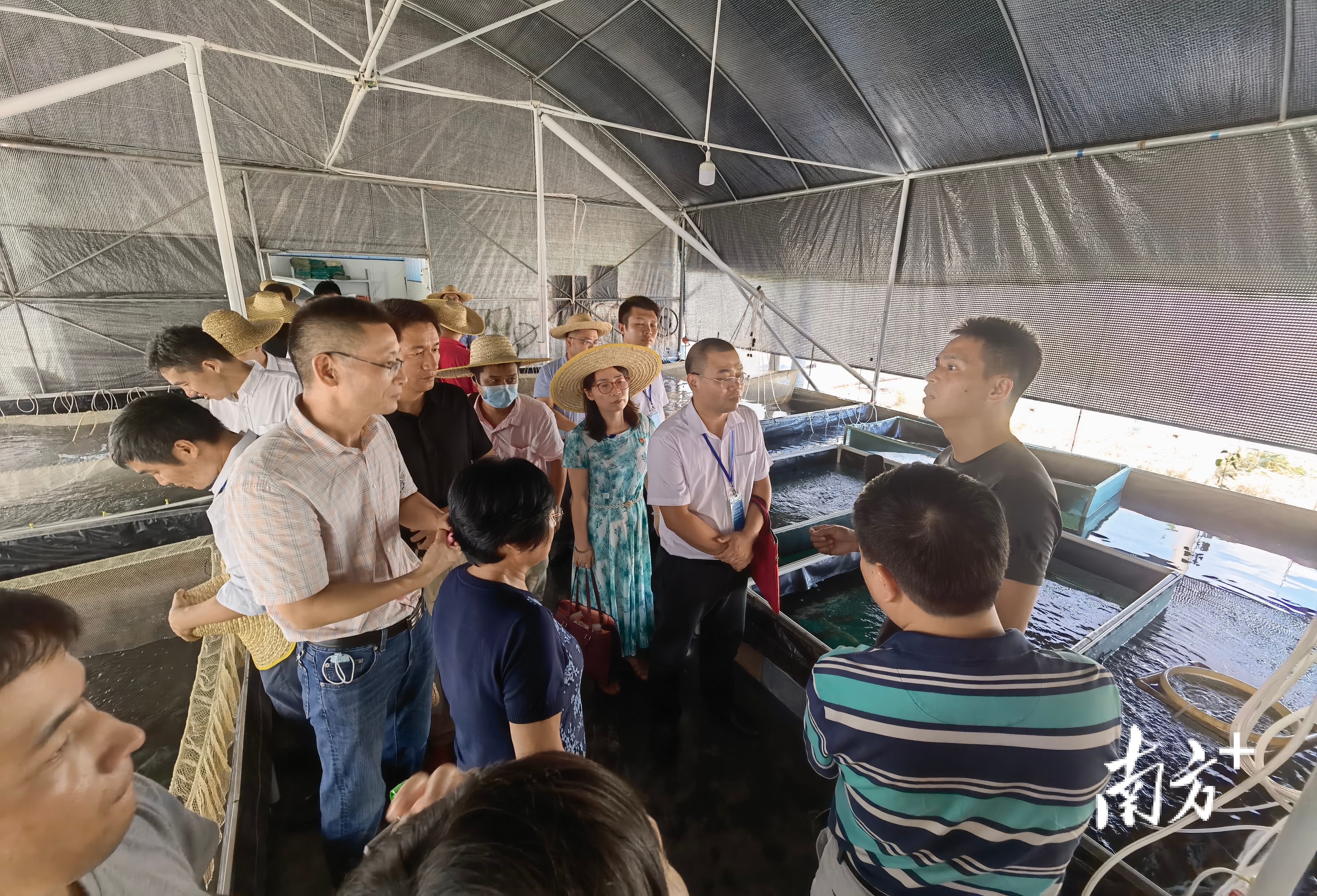 佛山市驻肇庆帮扶干部积极开展“三深入三围绕”为群众办实事活动。图为佛山干部和专家深入基层调研水产品养殖业。唐梦 摄
