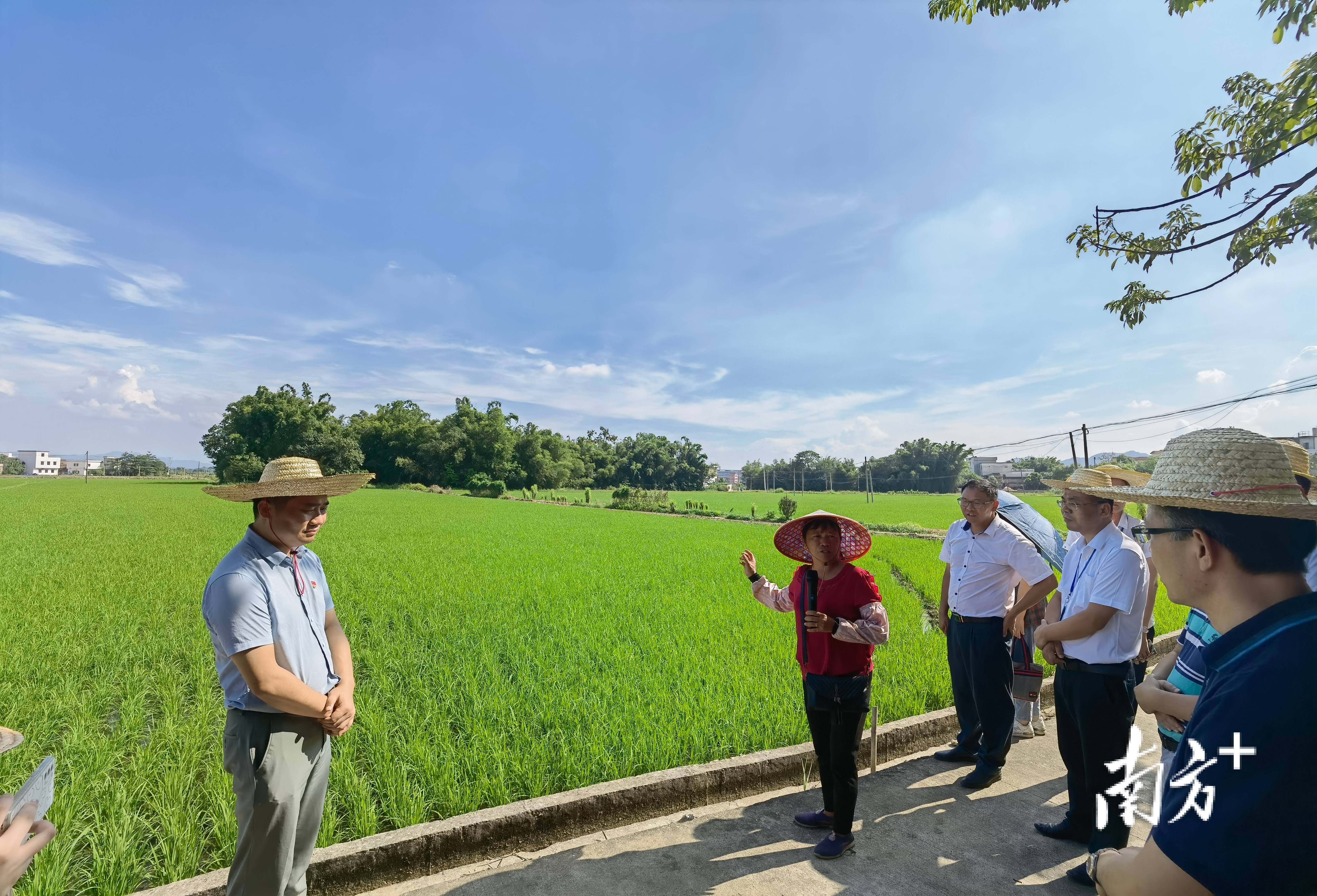 佛山市驻肇庆帮扶干部积极开展“三深入三围绕”为群众办实事活动。佛山党员干部深入乡村农田，调研水稻种植。唐梦 摄