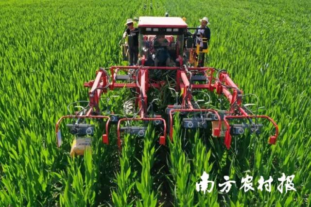 盛夏，甘肃张掖，去雄机在玉米制种田中运作。制种机械化是大势所趋。