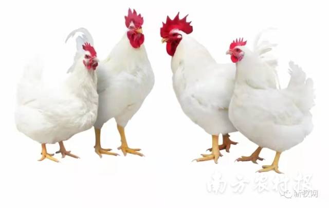 我国已拥有自主培育的白羽肉鸡品种。