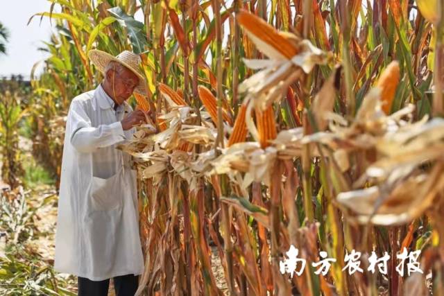 著名育种家程相文在田中。