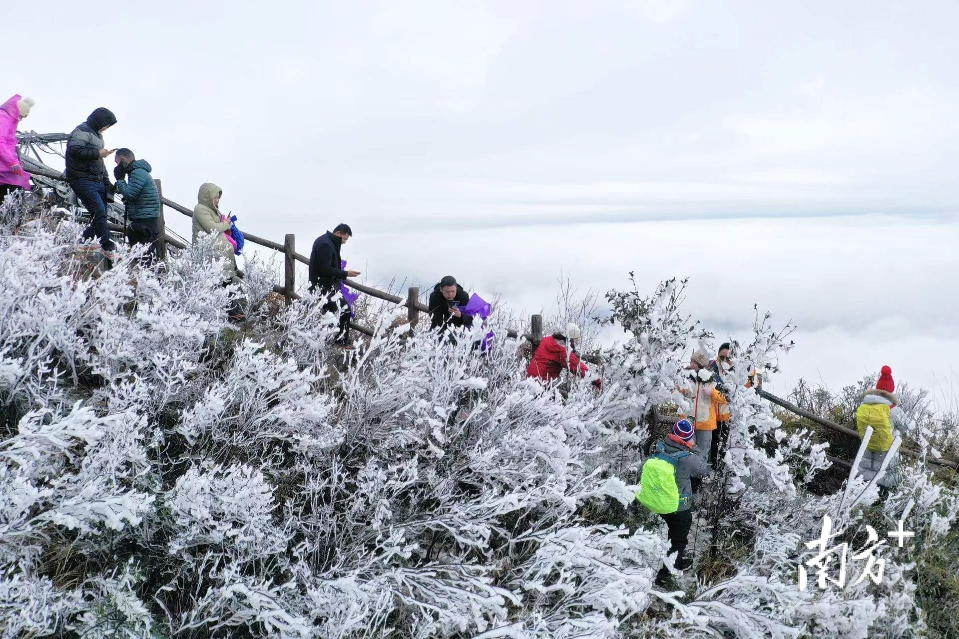 大片雾凇景观吸引了广东多地游客慕名前来观光。曾亮超 摄