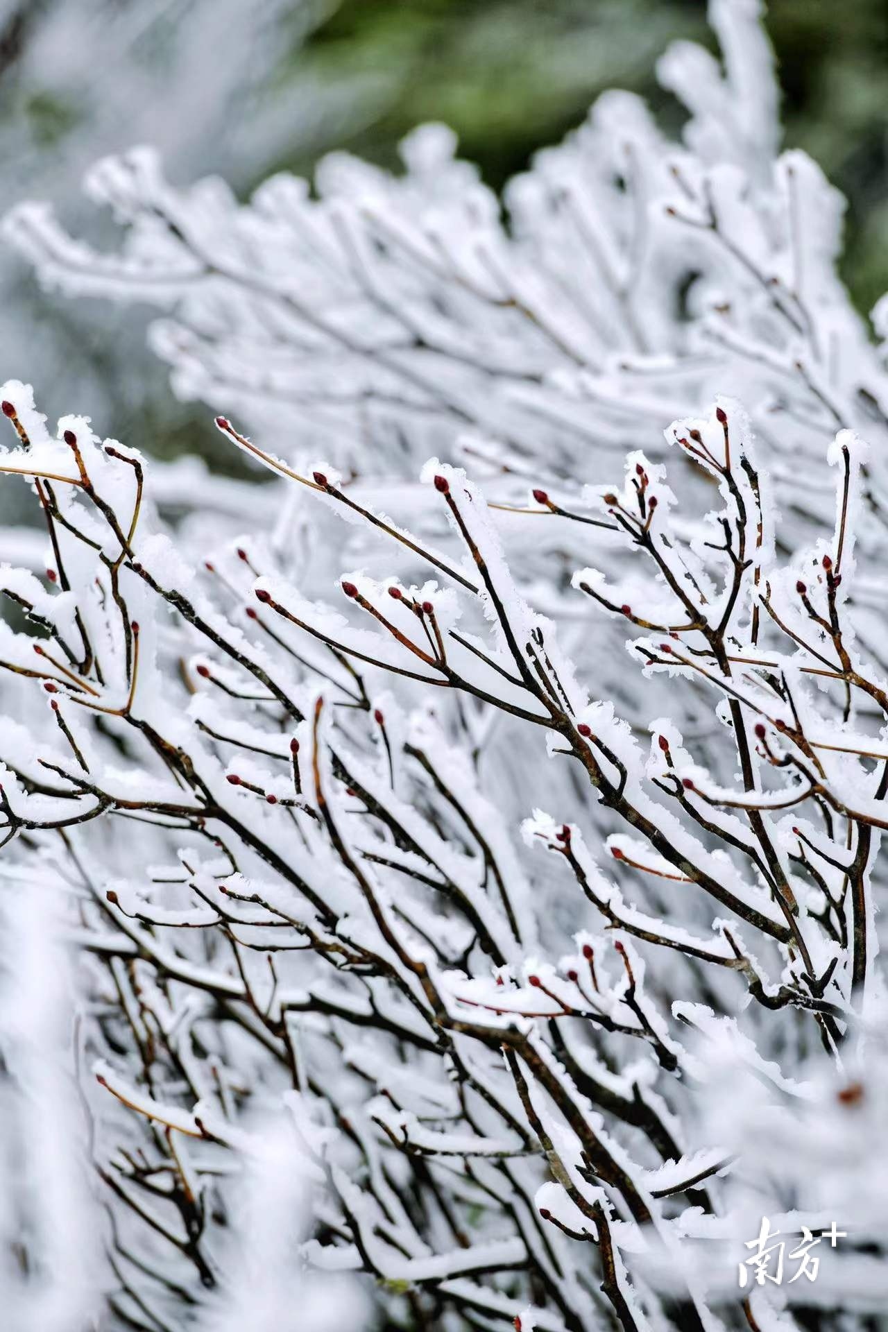 山坡的一侧，灌木丛的迎风面挂满了厚厚一层雾凇，呈现出黑白分明的景象。曾亮超 摄