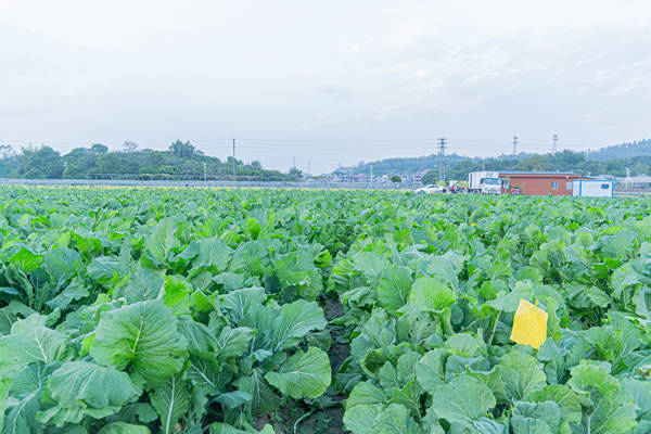  位于小樓鎮(zhèn)的廣州市增城遲菜心省級現(xiàn)代農(nóng)業(yè)產(chǎn)業(yè)園,。