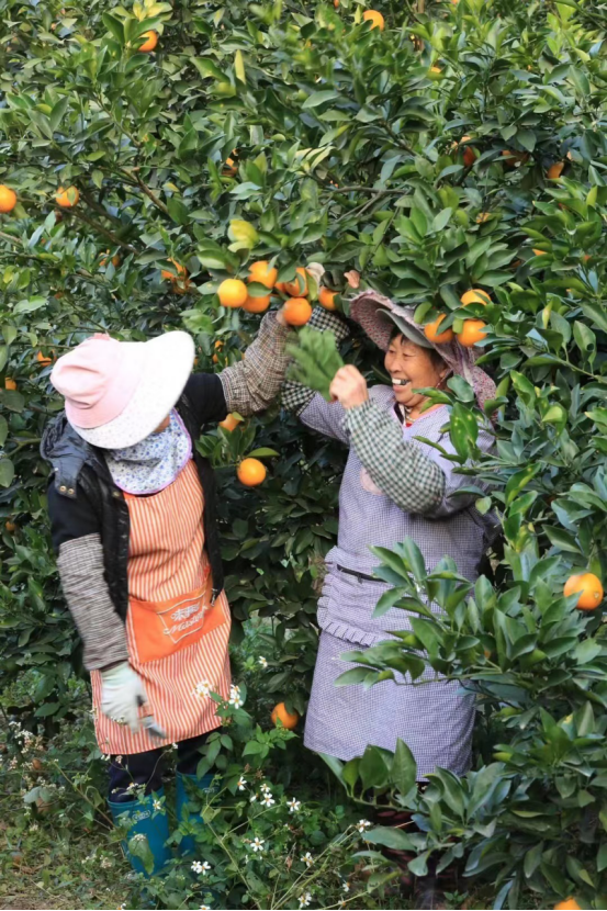 果园的建设，带动当地的留守妇女务工（受访者供图）