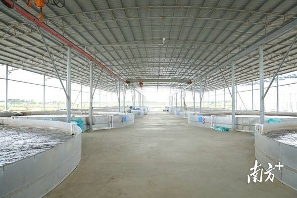 南沙渔业产业园建设的高密度生态养殖项目。