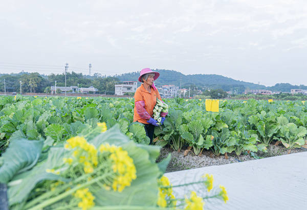  菜心齊腰高。