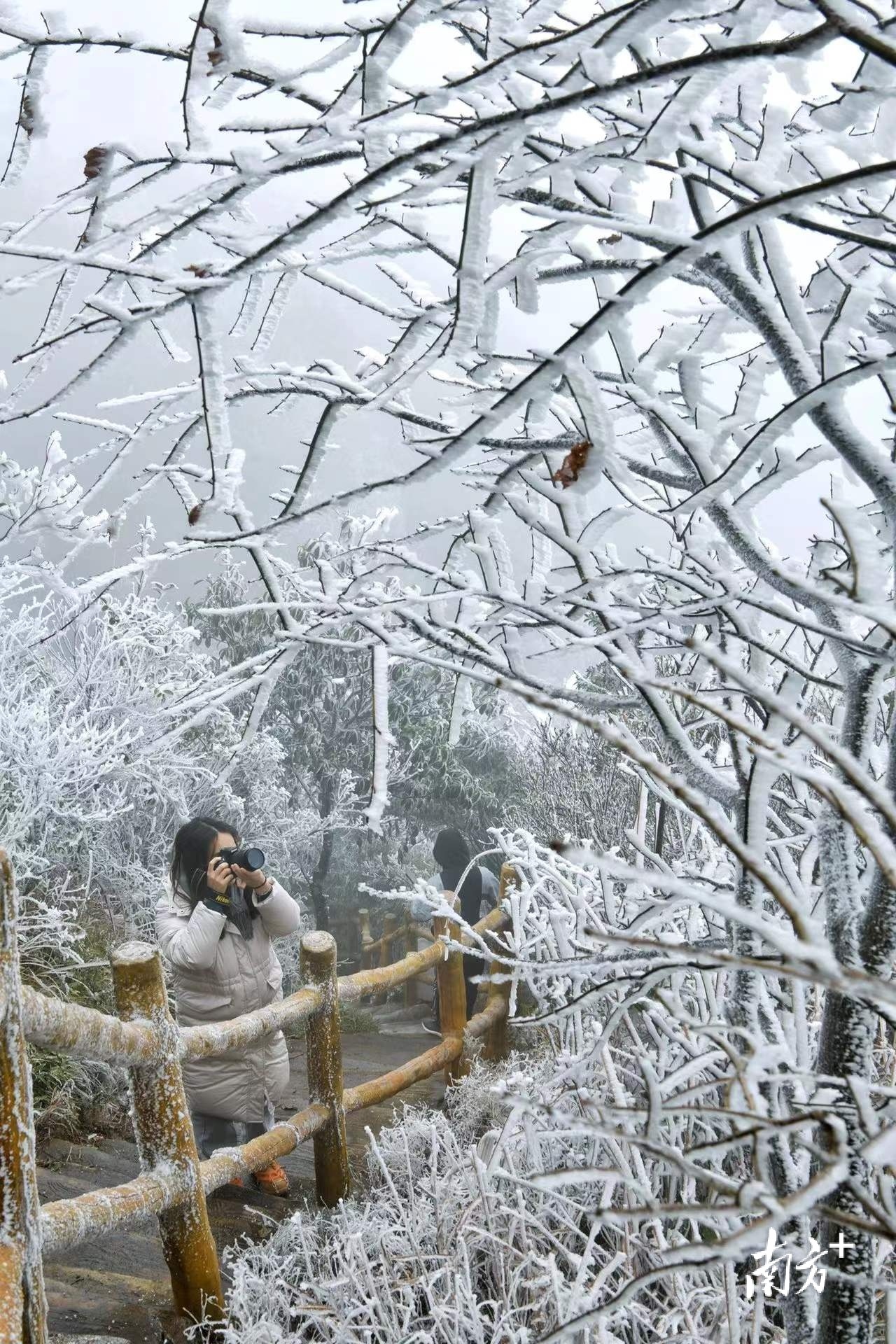 不少摄影爱好者前来拍摄创作。曾亮超 摄