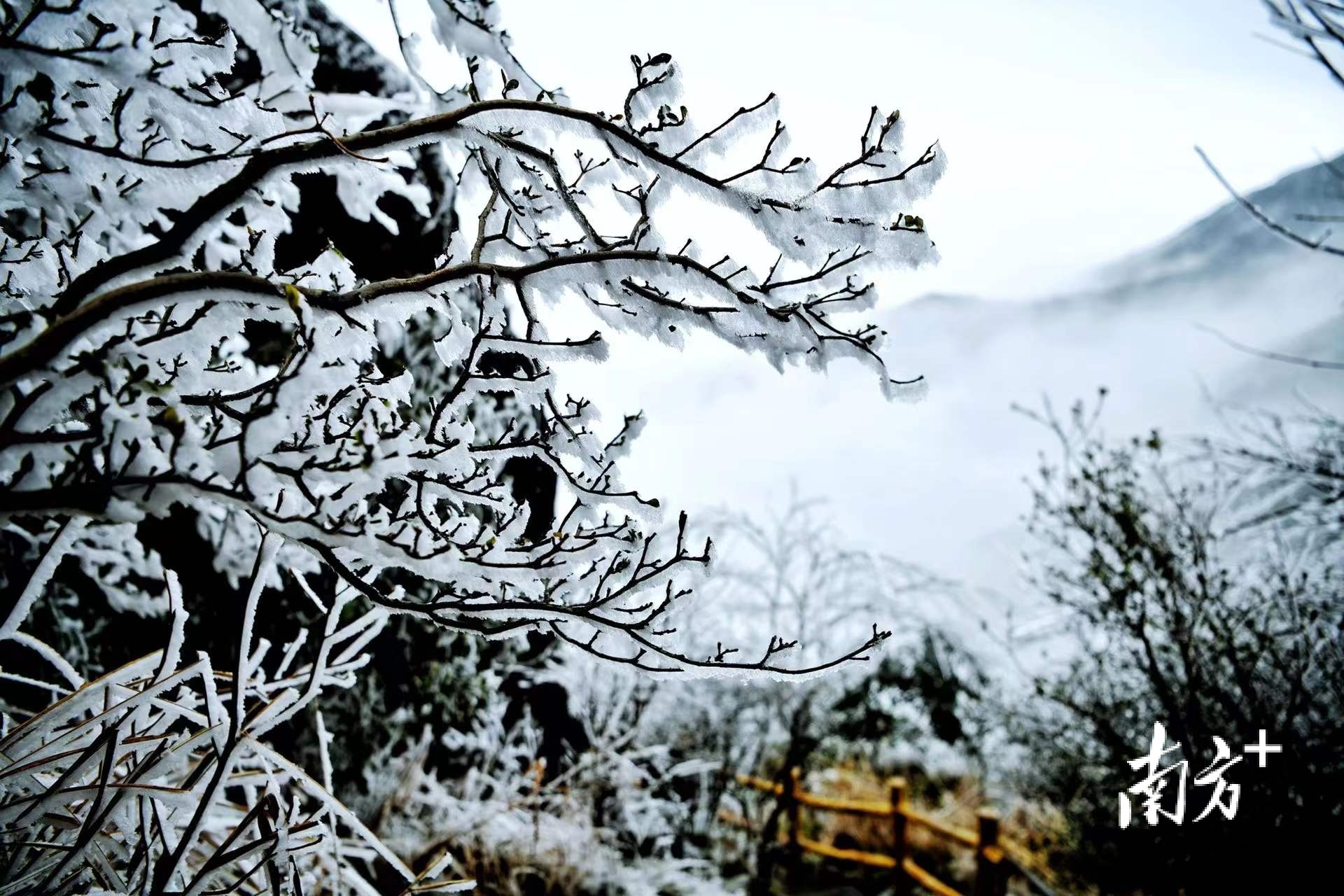 挂满雾凇的树枝，呈现出优雅的韵律感。曾亮超 摄