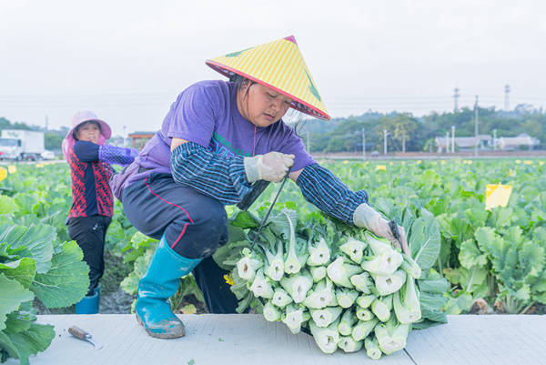  菜心采收忙,。