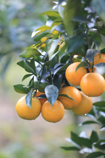 红橙挂满枝头（受访者供图）