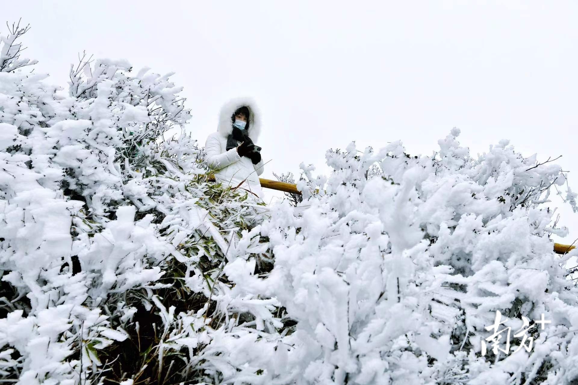 洁白的雾凇与游客的白色外套相互映衬。曾亮超 摄