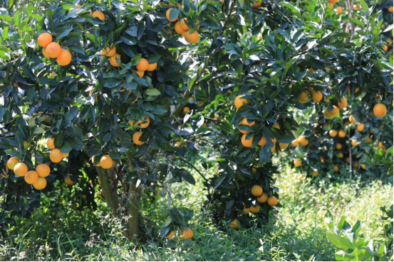 清风凌冽，果树的枝头挂满红橙（受访者供图）