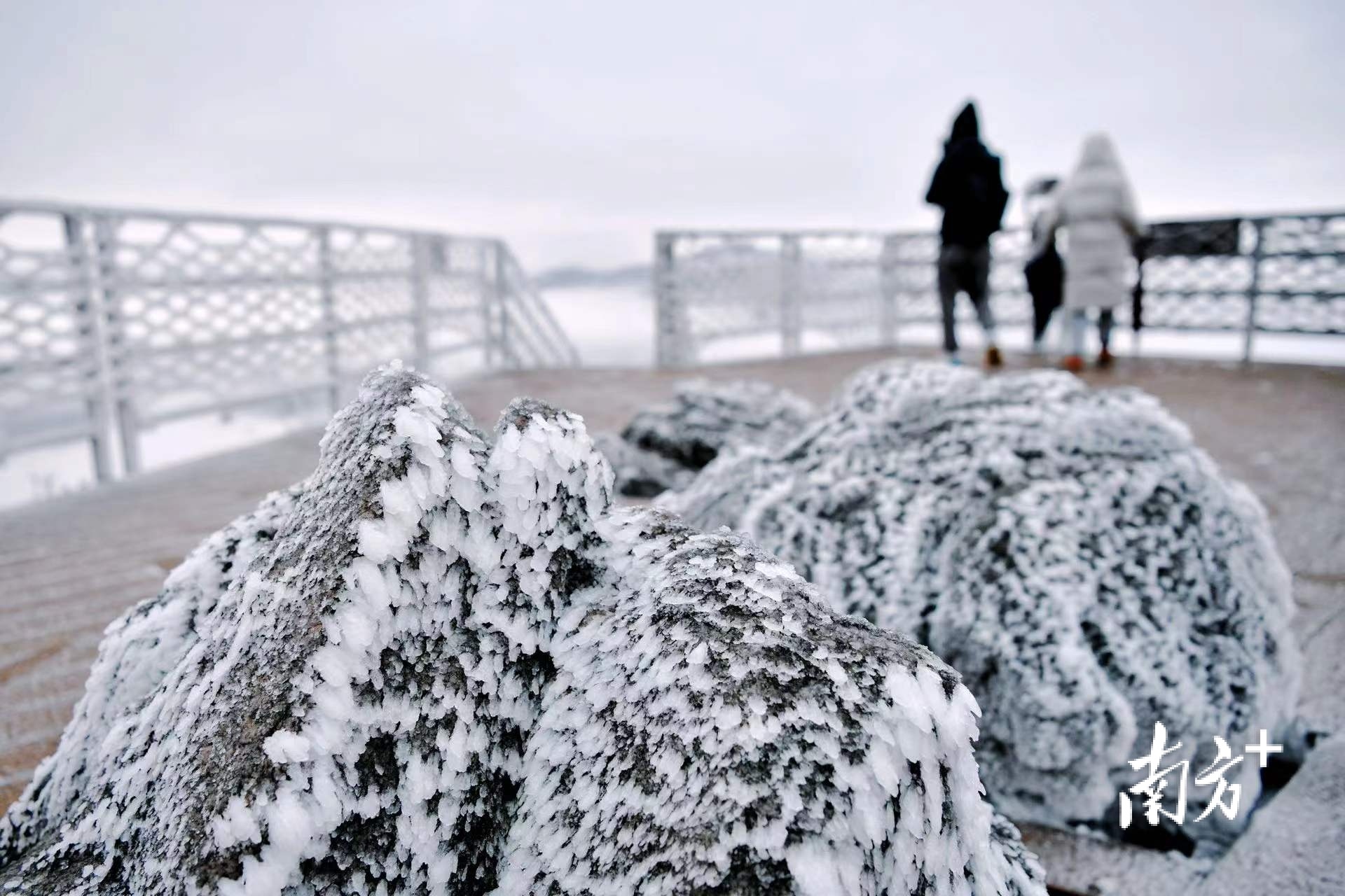 27日清晨，金子山顶的石头“开”满了雪白的花。 曾亮超 摄