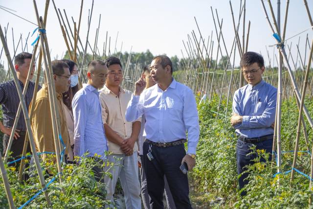 铭景农业总经理陈建平（右二）介绍圣女果基地种植情况。