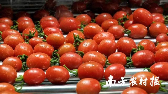 遂溪千禧圣女果色泽鲜艳，果实皮薄肉脆汁多。