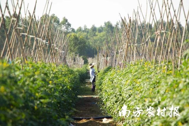 遂溪圣女果在每年冬季迎来丰收。