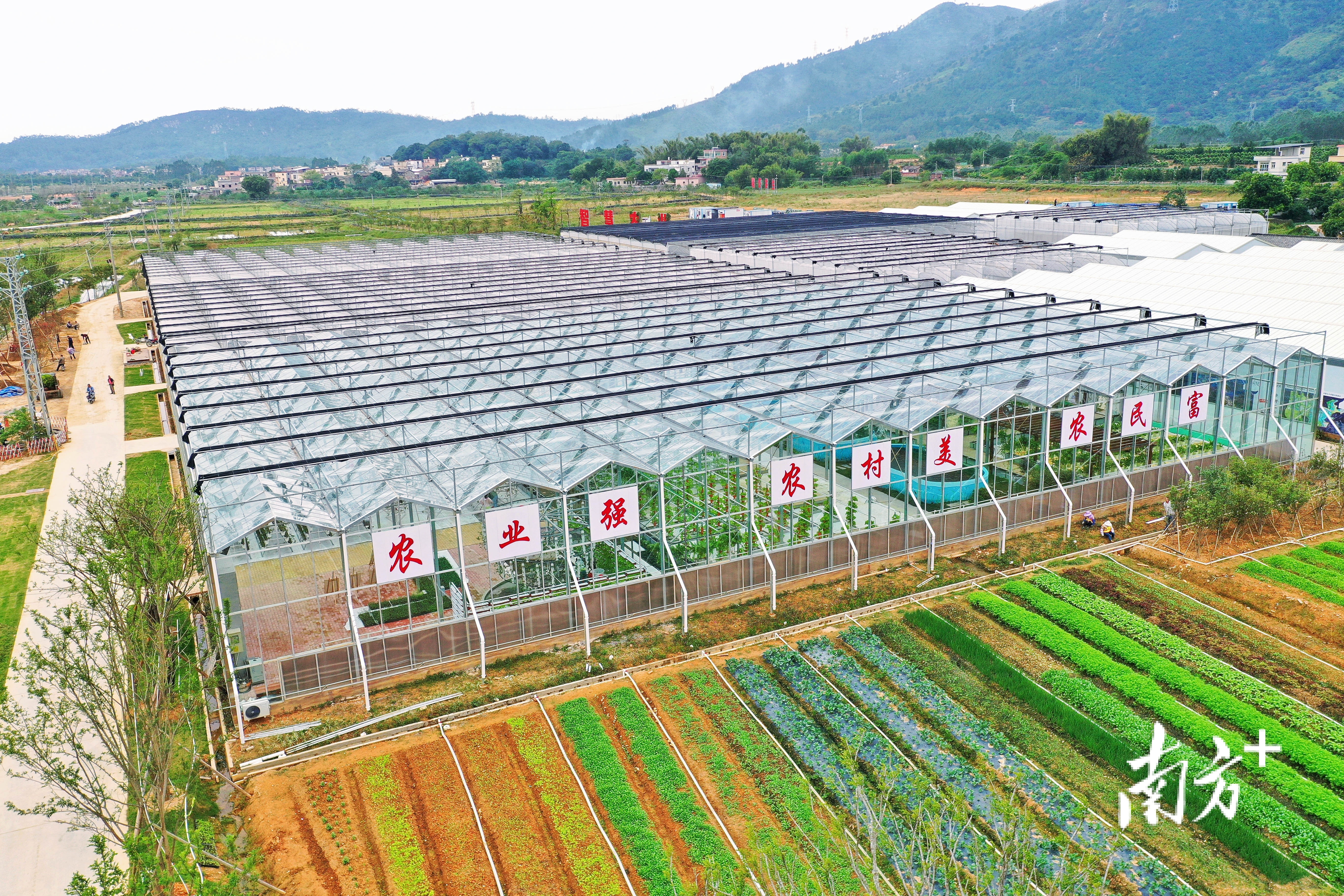 清远市清城区源潭镇新马村"飞霞龙田"农旅综合体种植的大片蔬果色彩