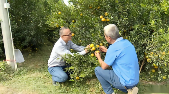 潘华金（左）手把手指导柑农提高种植技术。资料图片