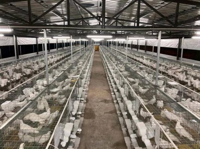 养鸽基地。来源：兴宁科工商务局