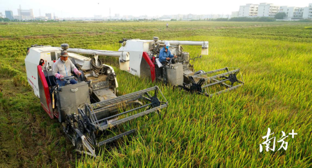 潮阳区丝苗米产业园 