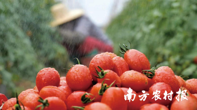 刚采摘下来的遂溪圣女果。