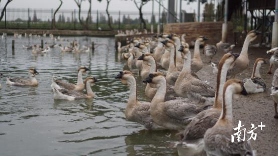 澄海狮头鹅产业园