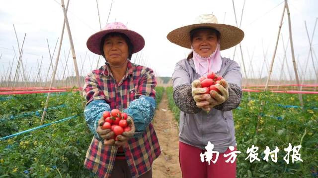 遂溪：有一条圣女果“亿元村”
