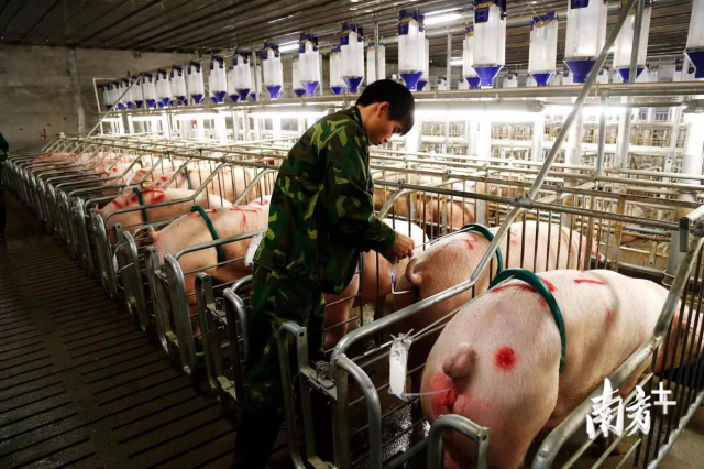 潮南区生猪产业园 