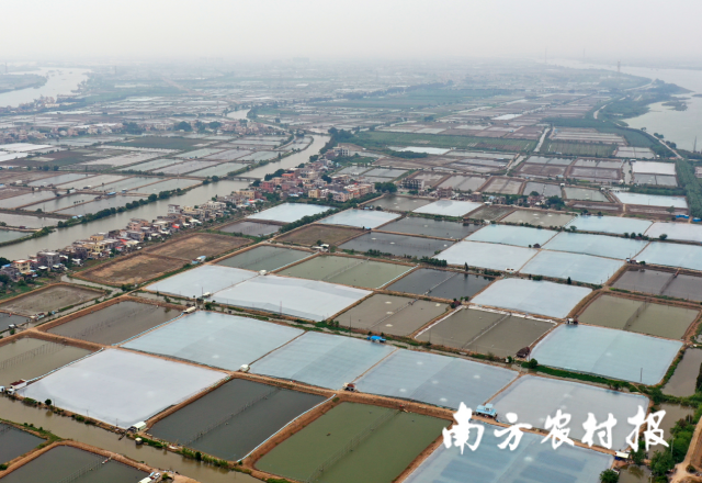 新会对虾养殖基地。资料图片