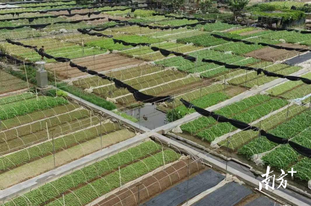 汕头市澄海区蔬菜产业园 