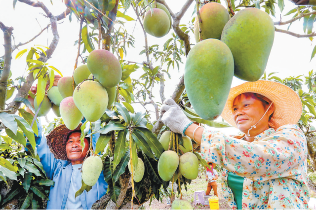 雷州覃斗镇种植户正在采摘芒果。 来源：湛江日报