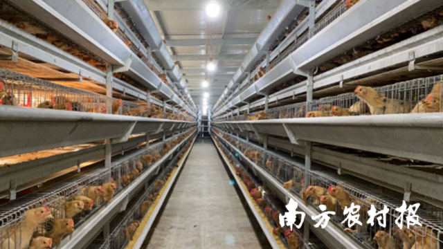 台山麻鸡养殖。资料图片