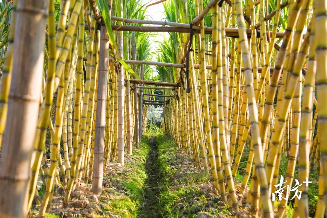 甜蜜生活"蔗"里来!中堂凤冲青皮甘蔗喜迎丰收_南方plus_南方 