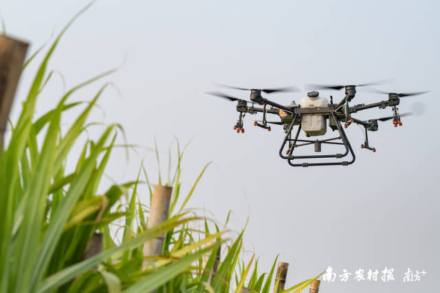 科技手段正被广泛运用于甘蔗种植中。  南方农村报 蓝东旭 拍摄