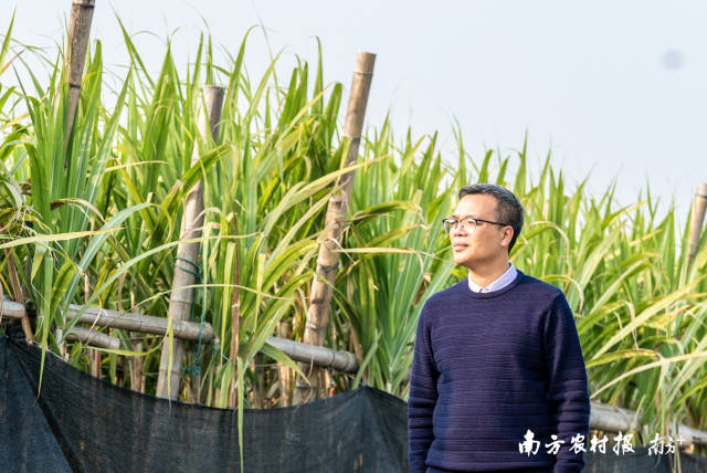 黎锡强在检查蔗林。南方农村报 蓝东旭 拍摄
