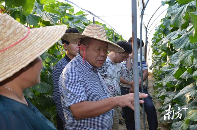 海南创业记：张常喜背着债务走进来，引领蜜瓜产业走出去