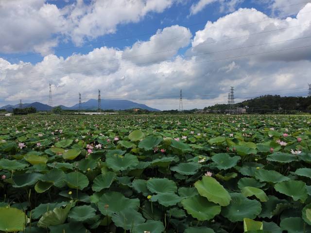 清城區(qū)飛來峽鎮(zhèn)龍埗社區(qū)探索夏有荷花,、秋有稻花,、冬有菜花的農(nóng)業(yè)風光 