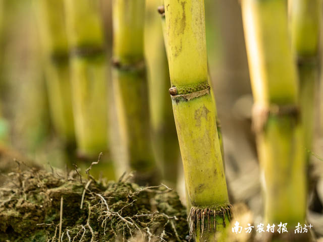 合作社的甘蔗林。  南方农村报 蓝东旭 拍摄