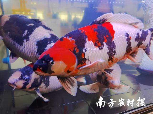 会场展示锦鲤