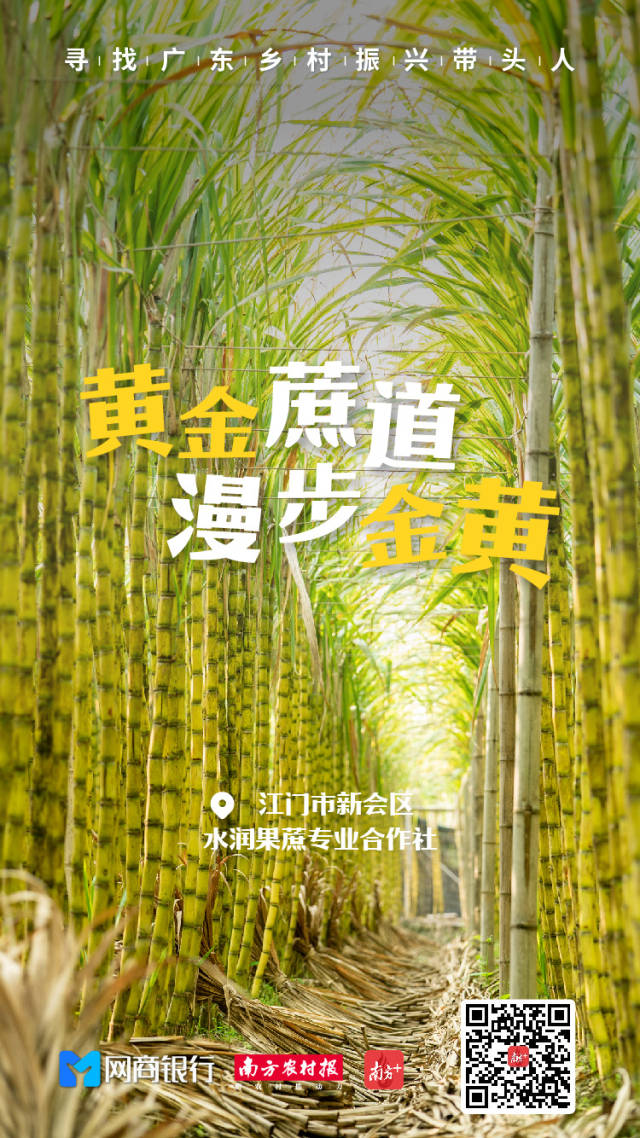 新会“蔗医”黎锡强，15年专注种好、卖好、医好一条蔗